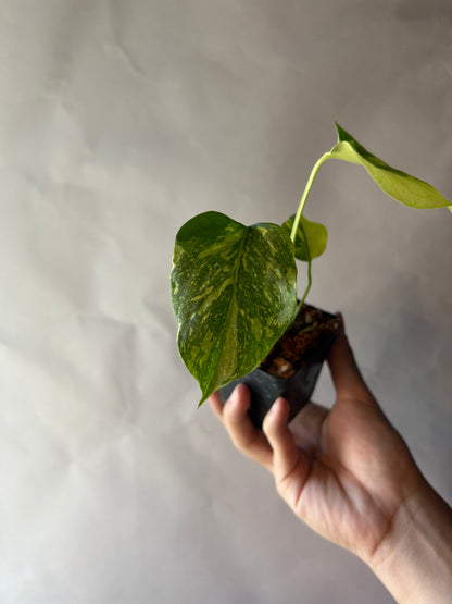 Monstera Deliciosa Electrolytes King