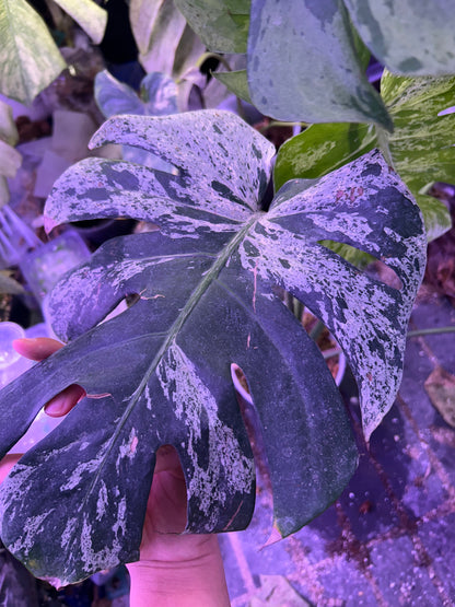 Monstera Vietciosa (5 Leafs)