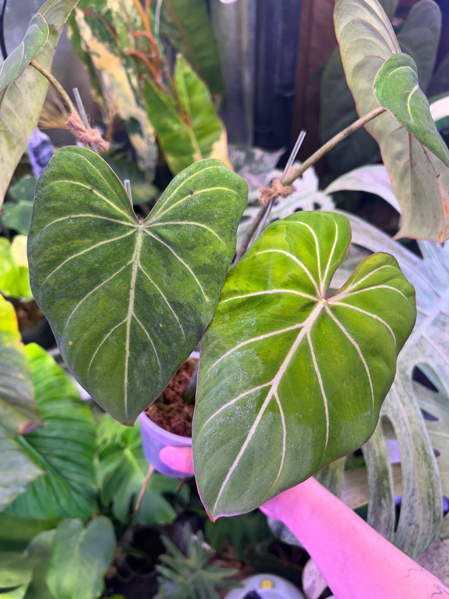Philodendron Gloriosum Green in Green
