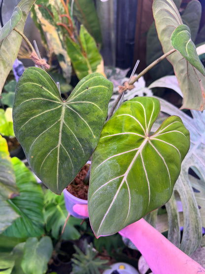 Philodendron Gloriosum Green in Green