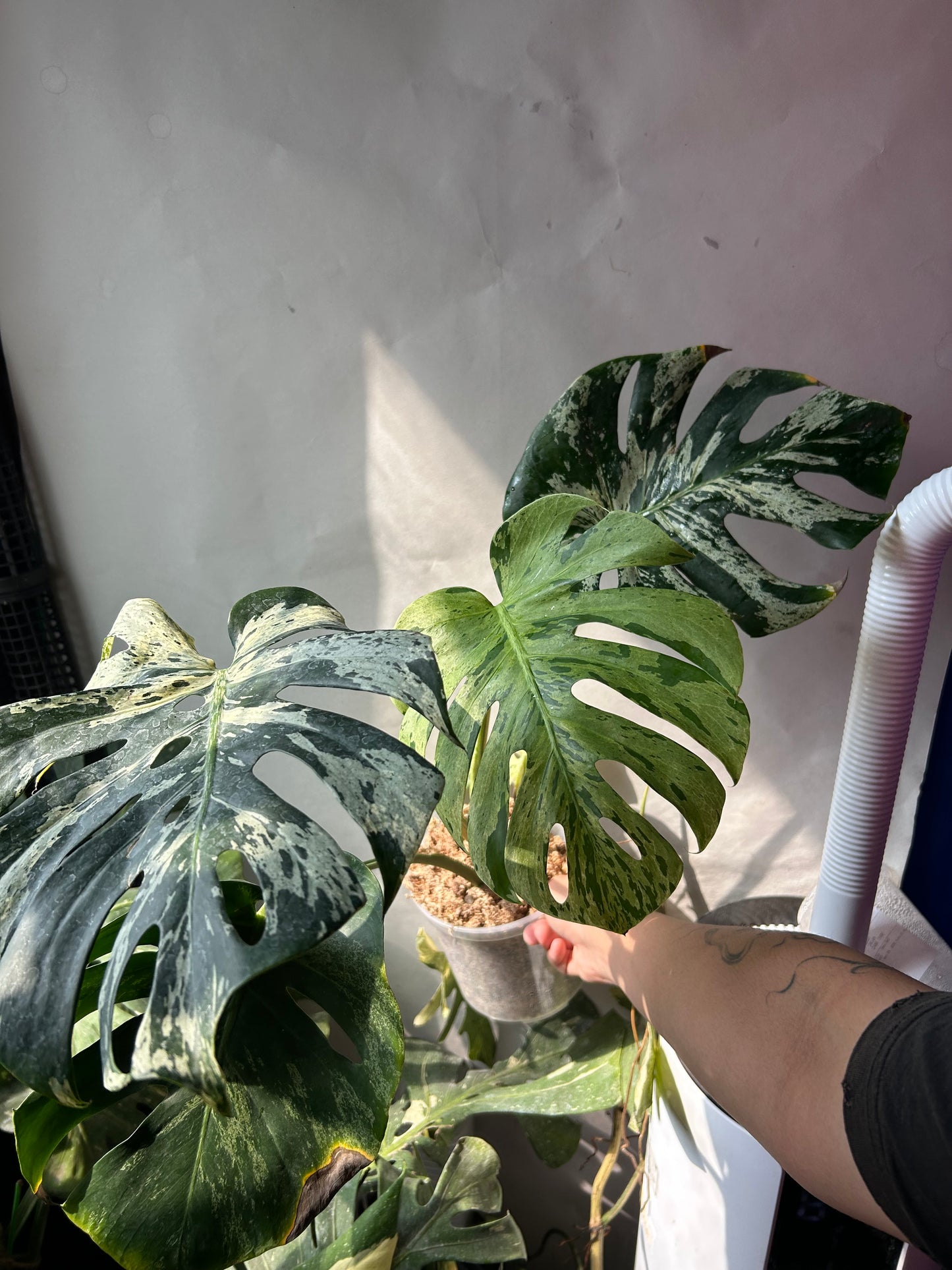 Monstera Deliciosa Vietciosa