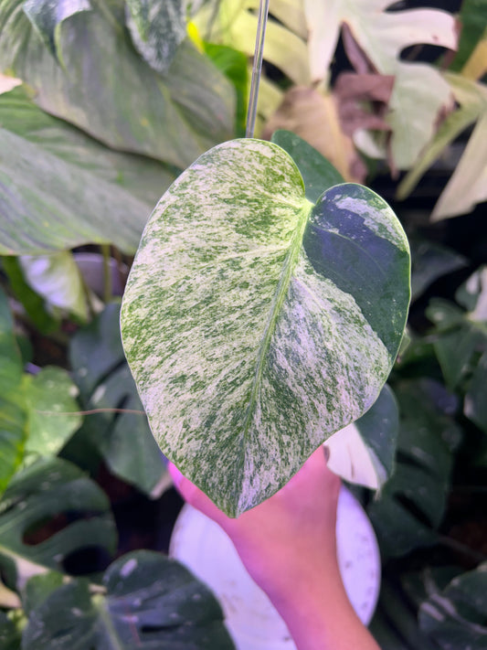 Monstera Jungle Mint