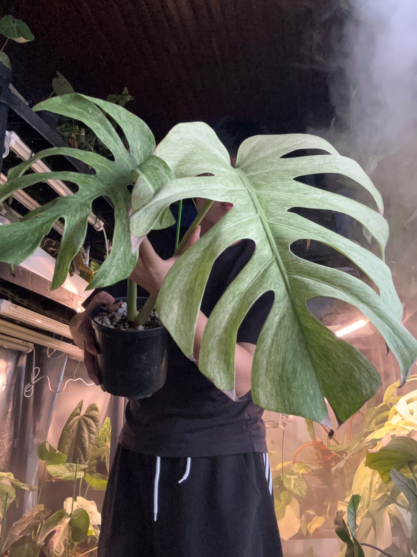 Monstera Jungle Full Mint Top Cut