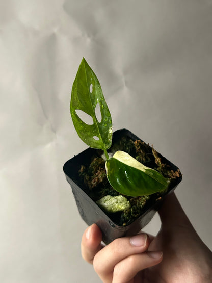 Monstera Adansonii Tricolor