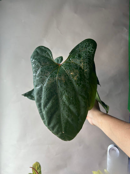 Anthurium RVDP x Portillae “Dorito”