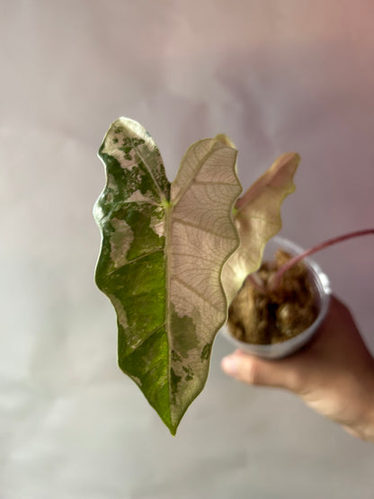 Alocasia Psedou Sanderiana Albo Pink