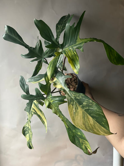 Philodendron Florida Beauty
