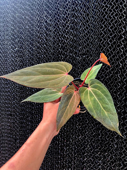 Variegated Anthurium Dressleri x RVDP S1 by Han Kirok