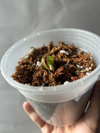 Philodendron Pastazanum Albo