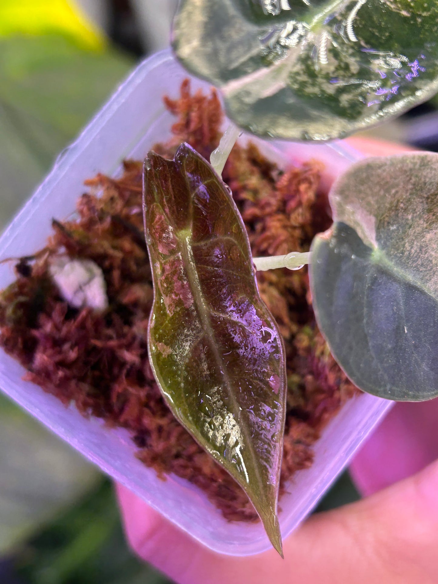 Alocasia Sendenii Pink (Corm Grow )