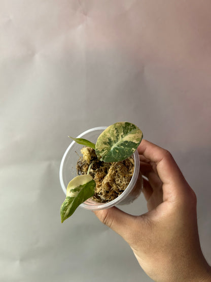 Alocasia Black Velvet Gold