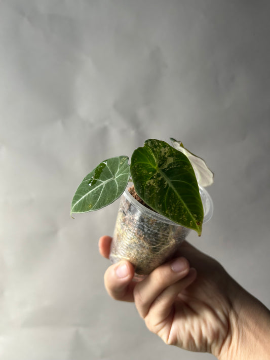 Alocasia Black Velvet Gold