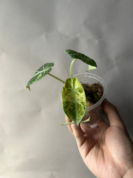 Alocasia Ninja Tricolor Splash