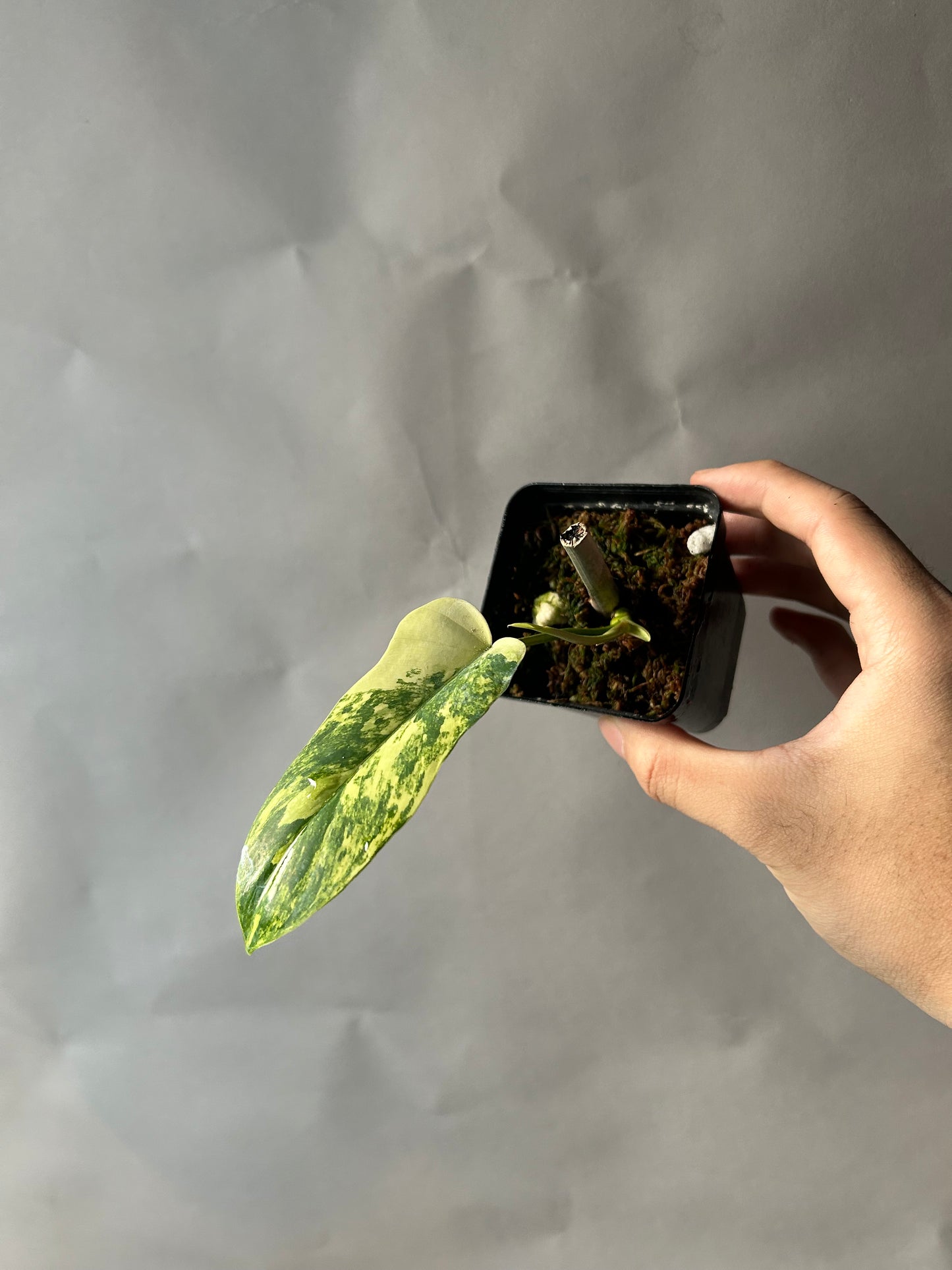 Philodendron Florida Beauty X Mayoi ( Kitina)