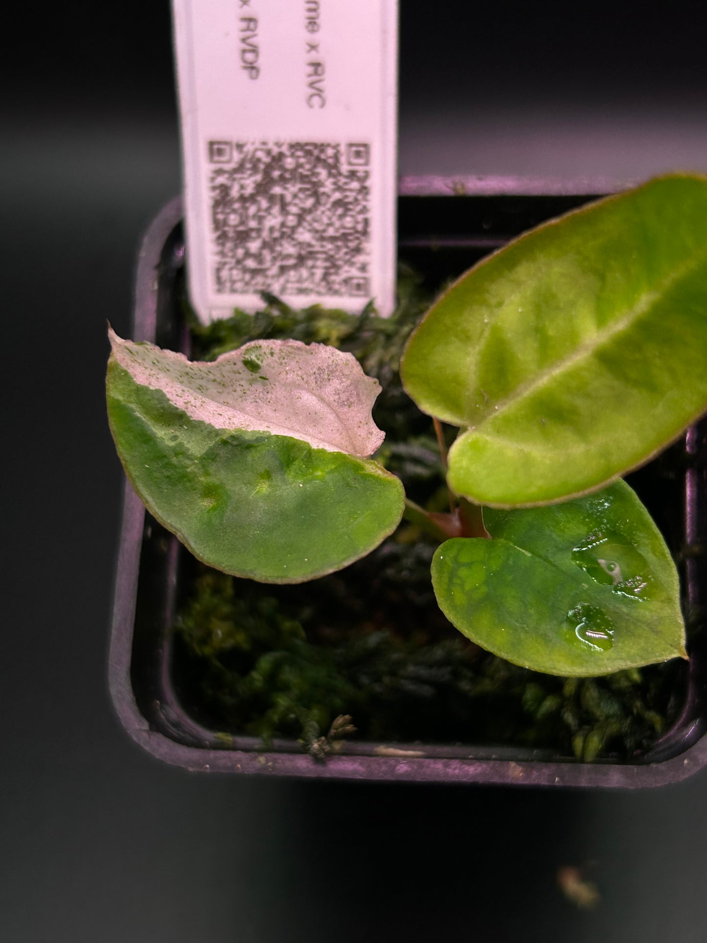 Pink Variegated Anthurium ( DH x RVC) x ( Docblock x RVDP)