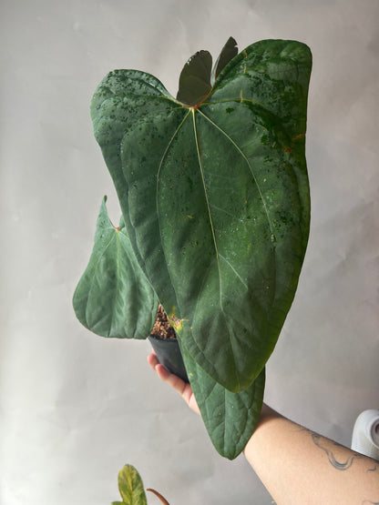 Anthurium RVDP x Portillae “ Dorito “