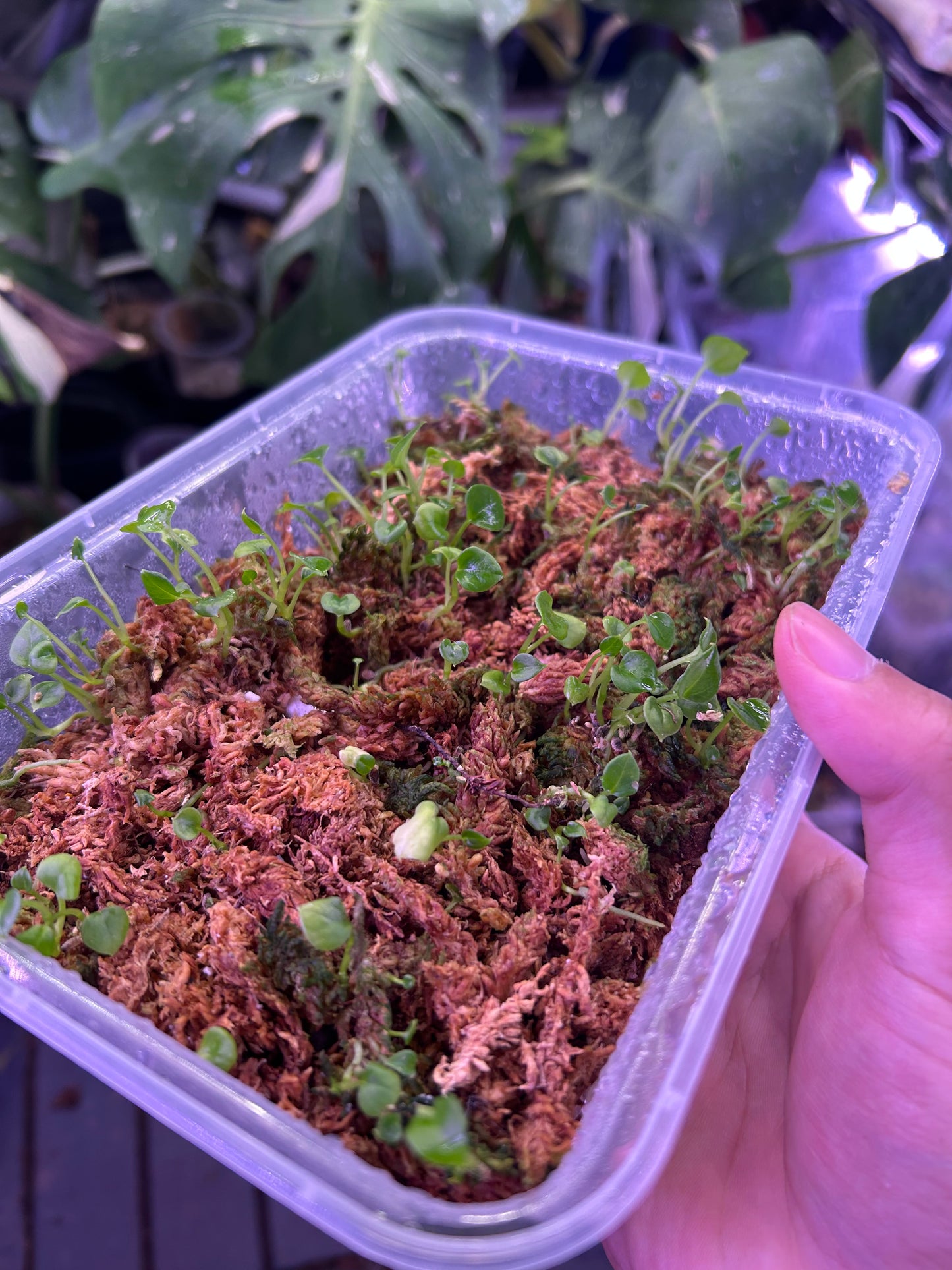 Anthurium Red King Of Spade x Self Seedlings