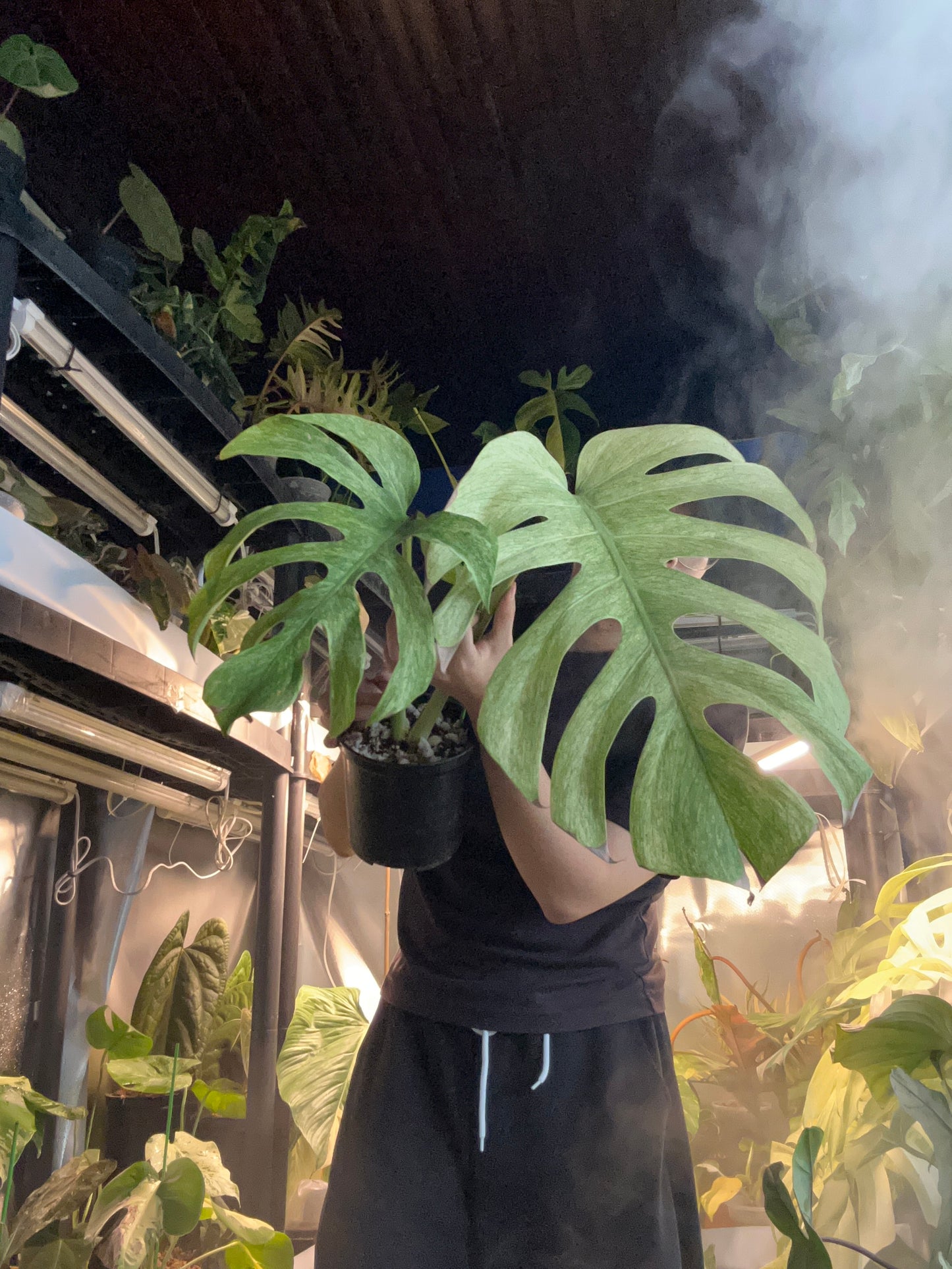 Monstera Jungle Full Mint Top Cut