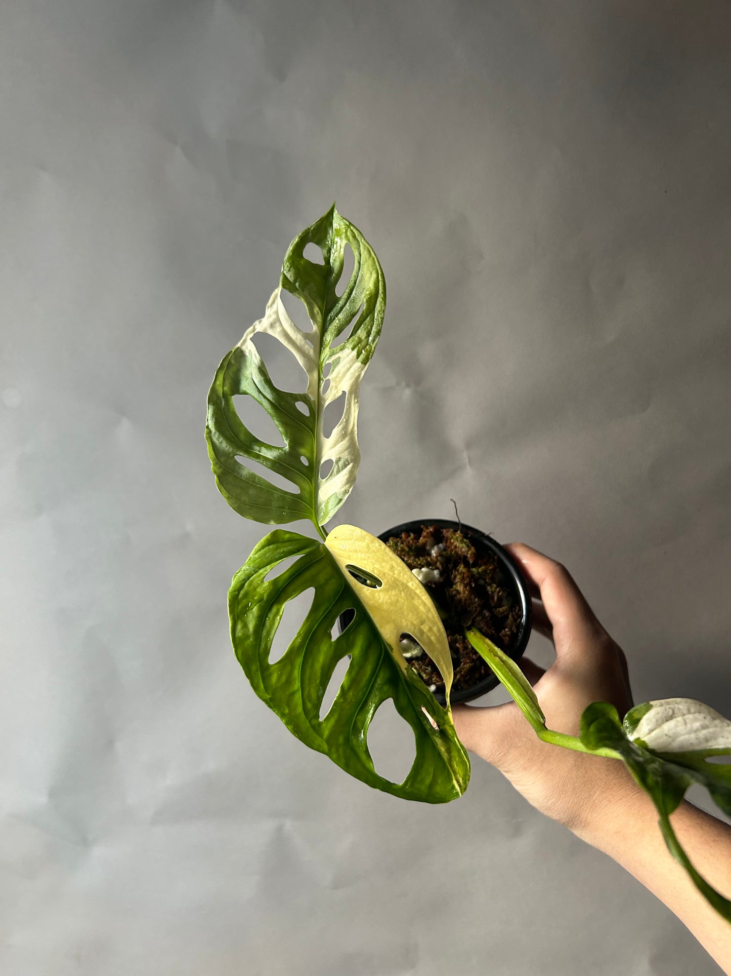 Monstera Adansonii Tricolor aka Albo