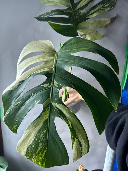 Monstera Deli x Bors Mint ( Jungle Mint)