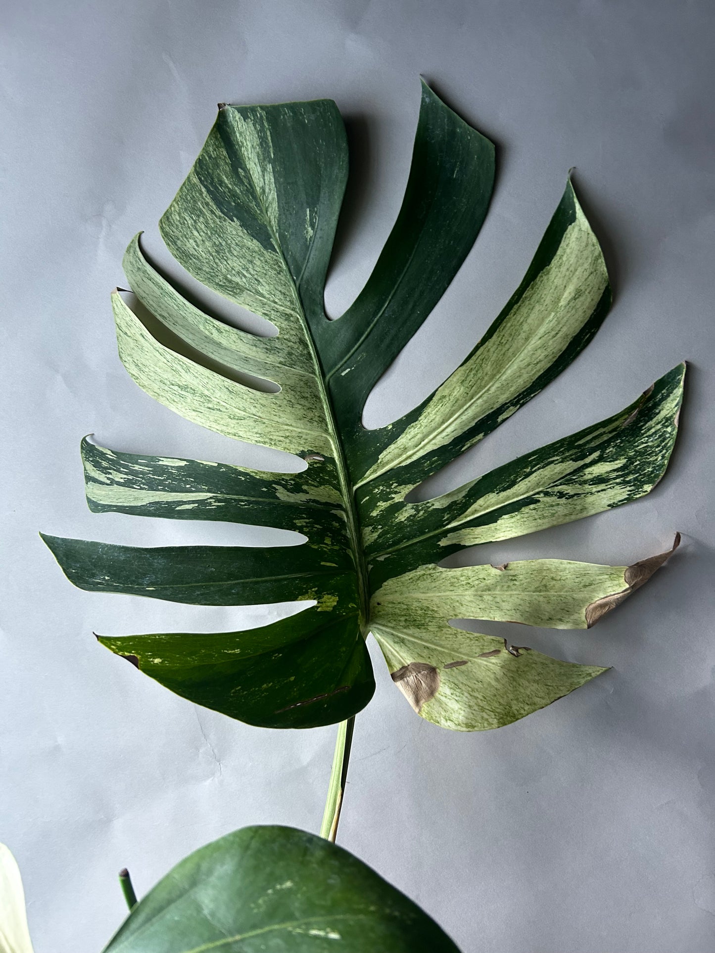 Monstera Deli x Bors Mint ( Jungle Mint)