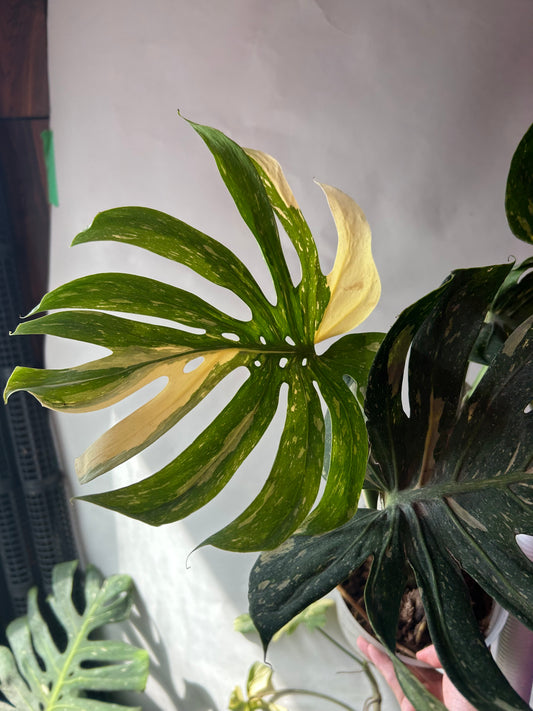 Monstera Medusa XXXL