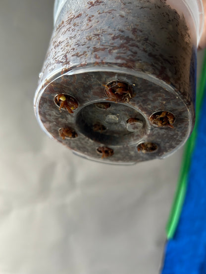 Monstera Matcha Mint