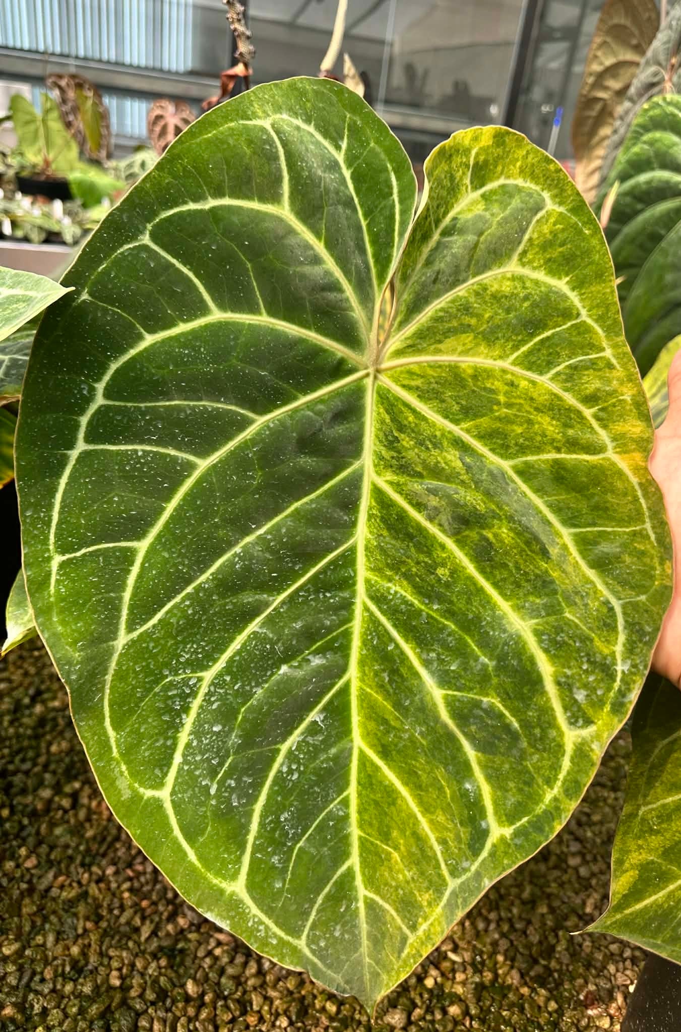 Anthurium Variegated Seed Set