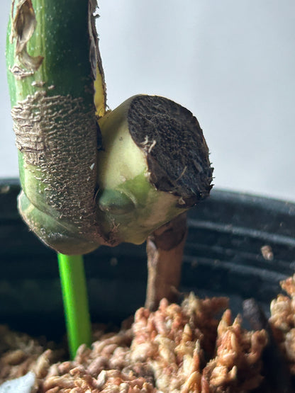 Monstera Deli x Bors Mint ( Jungle Mint) Cutting