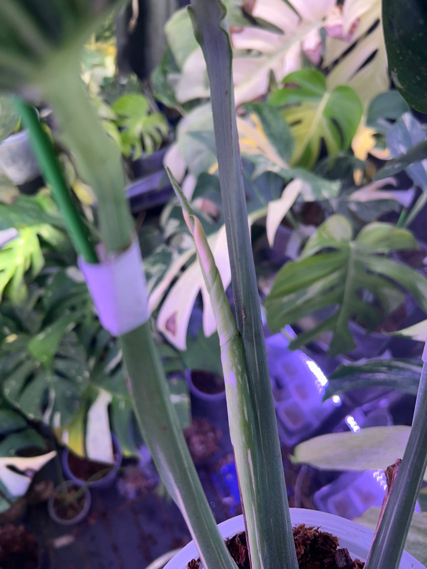 Monstera Medusa