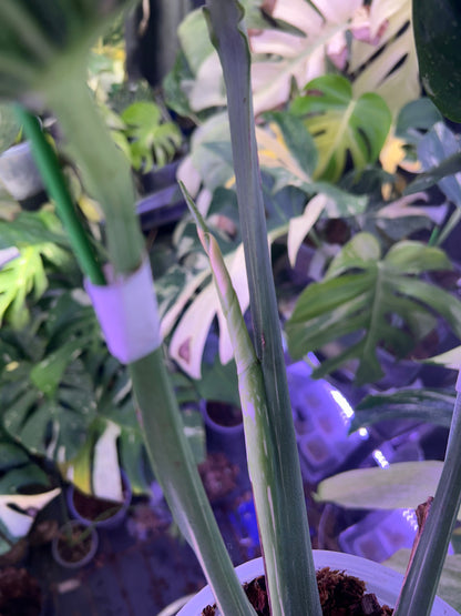 Monstera Medusa
