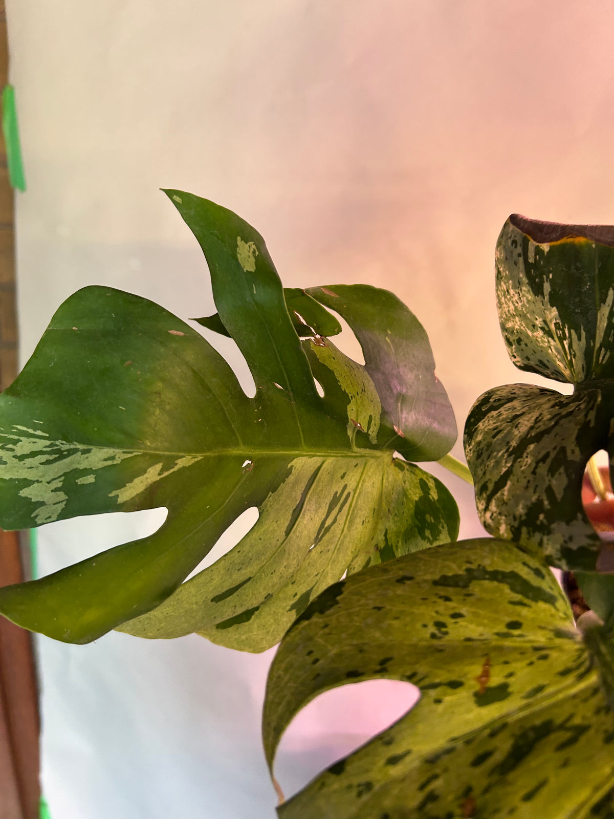 Monstera Vietciosa