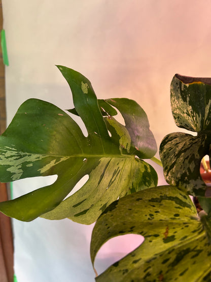 Monstera Vietciosa
