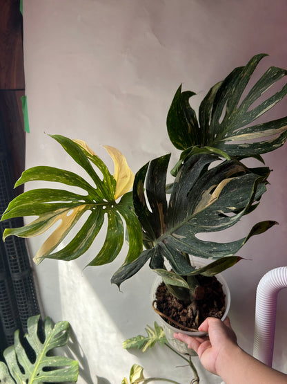 Monstera Medusa XXXL