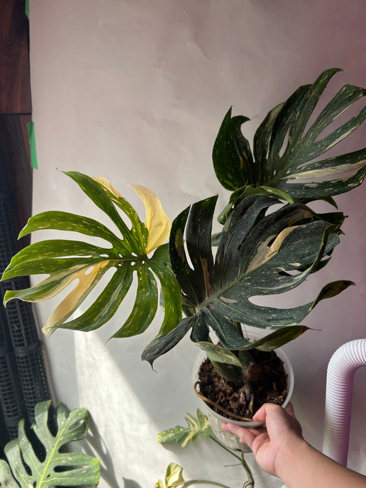 Monstera Medusa XXXL