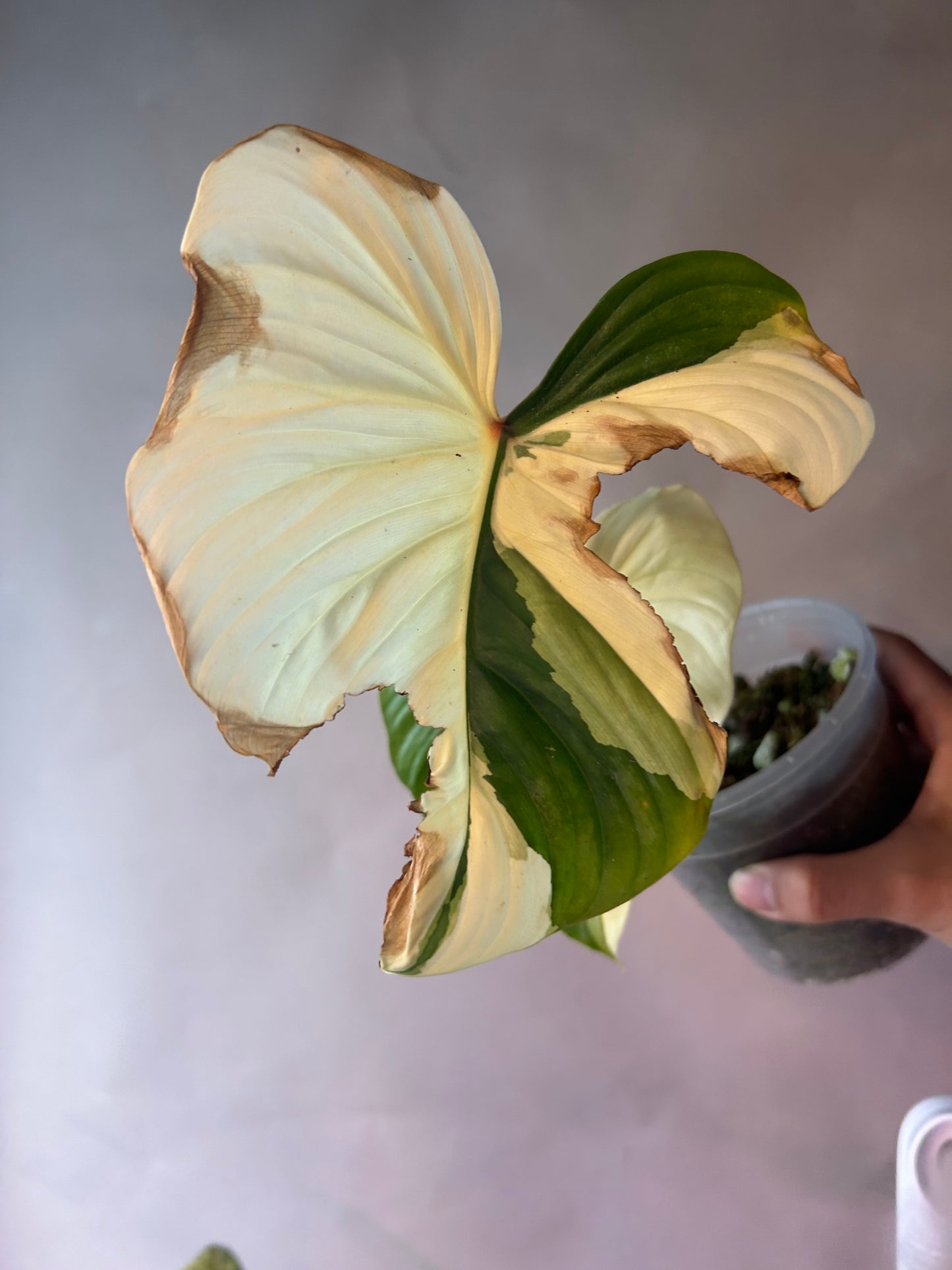 Philodendron Pastazanum Albo