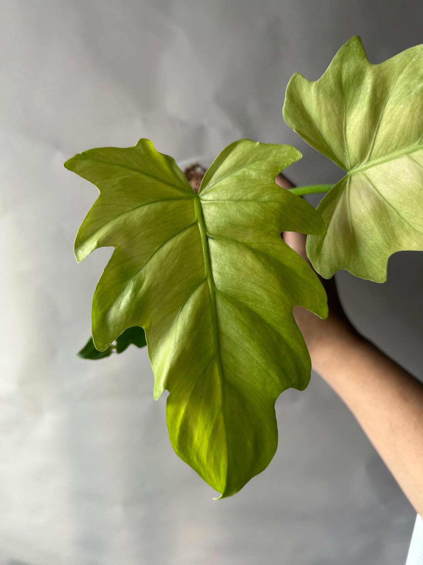 Philodendron Radiatum Variegated
