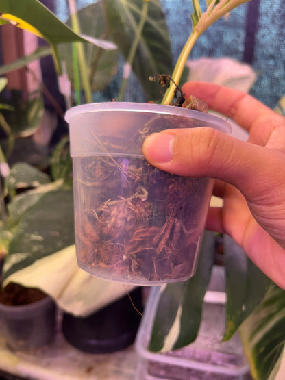 Philodendron Tortum Variegated Mid Cut