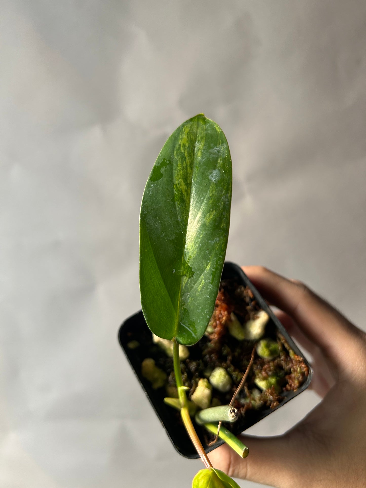 Philodendron Florida Beauty X Mayoi ( Kitina )