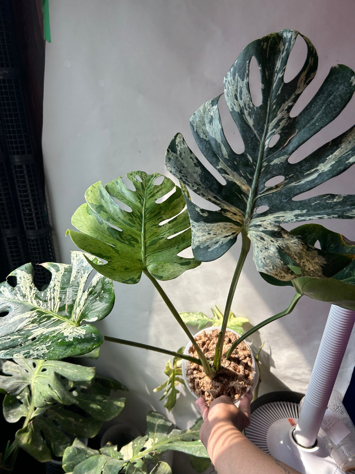 Monstera Deliciosa Vietciosa
