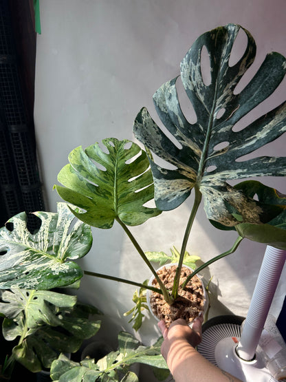 Monstera Deliciosa Vietciosa