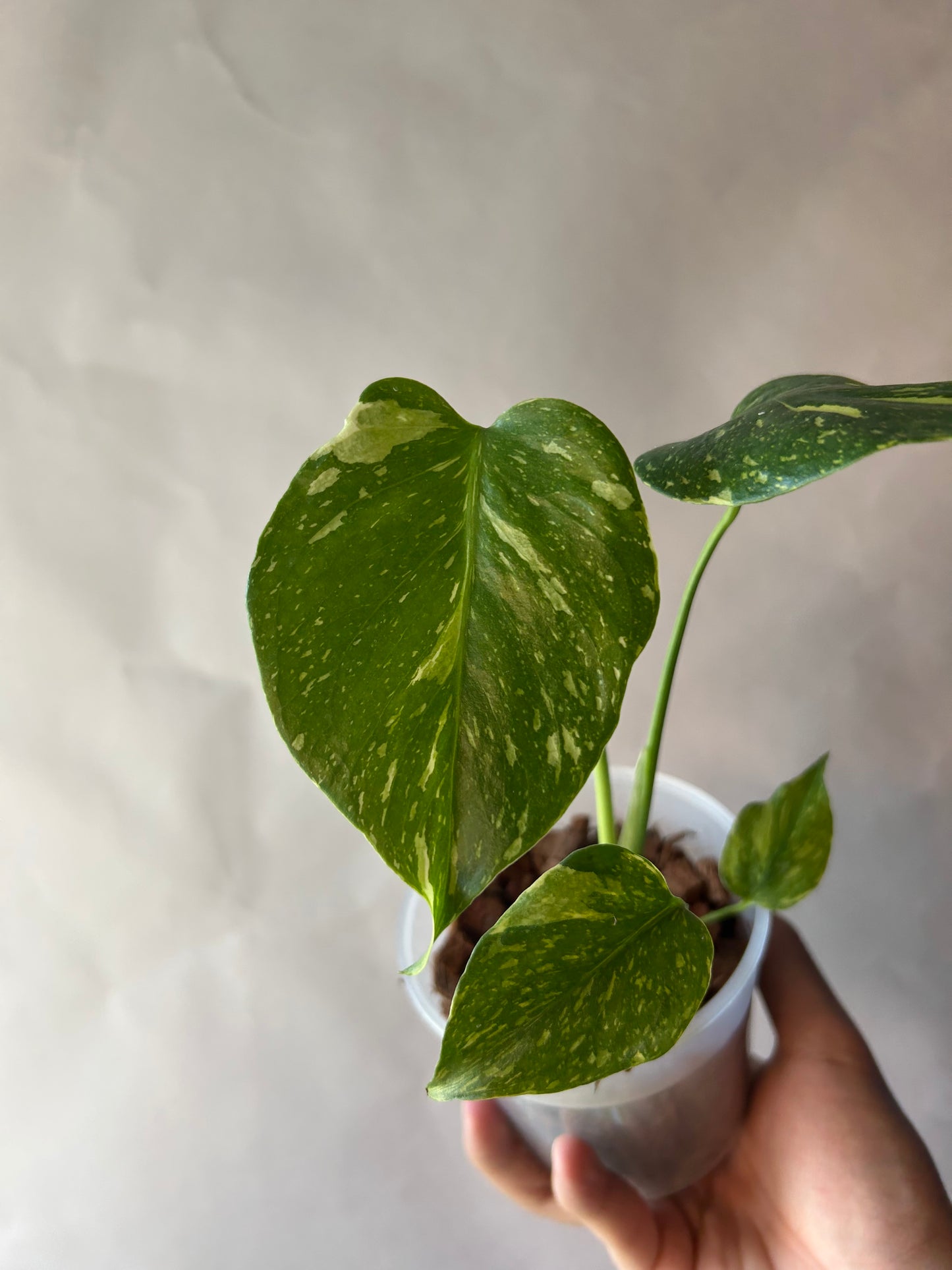 Monstera Deliciosa Electrolytes