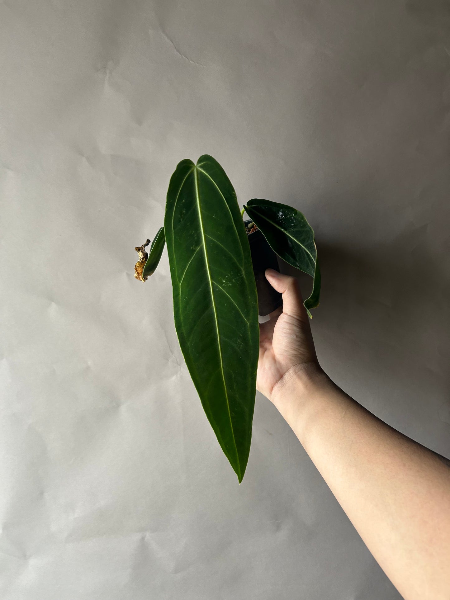 Anthurium Queen Dark Form