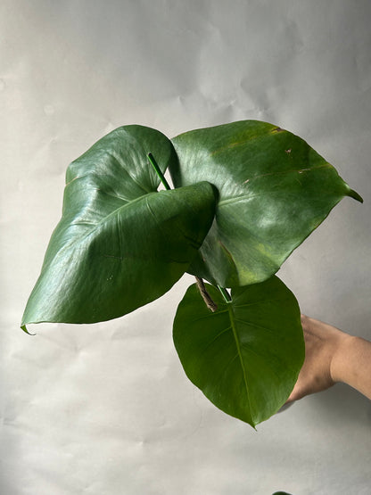 Monstera Deliciosa Green-On-Green