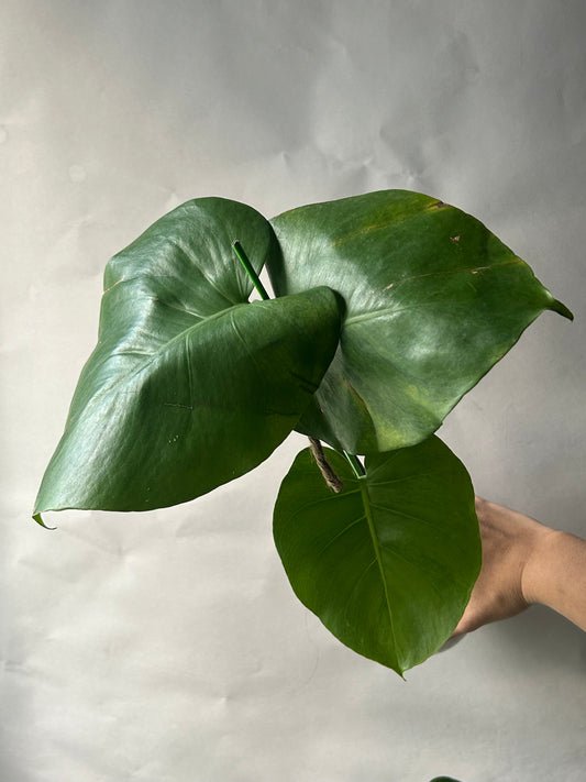 Monstera Deliciosa Green-On-Green