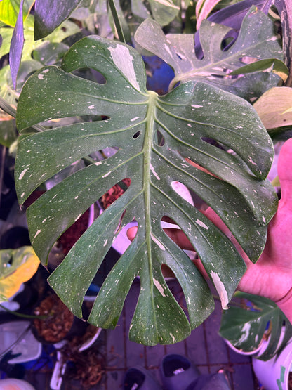 Monstera Fishbone
