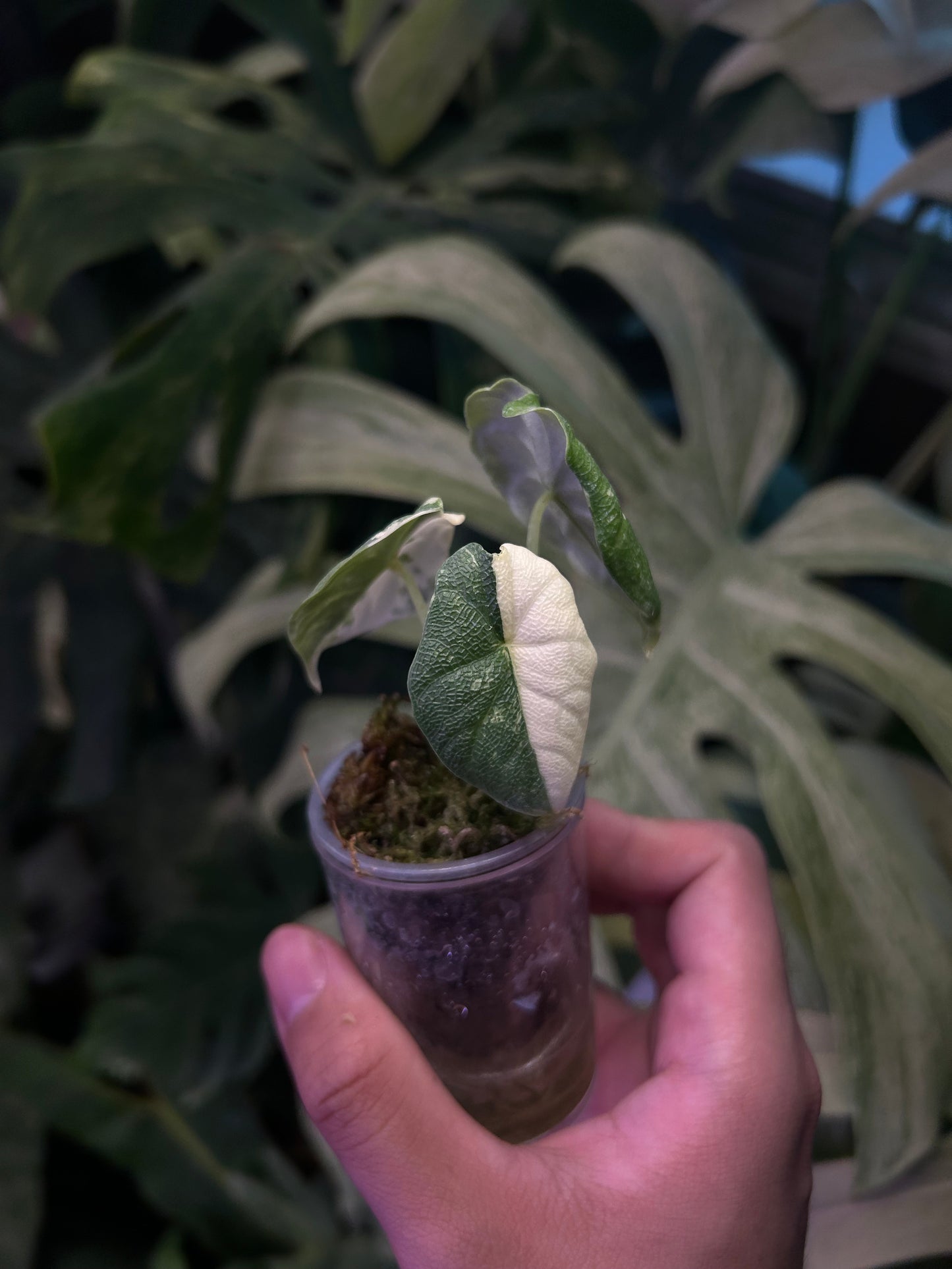 Alocasia Melo Albo ( Corm Grow )