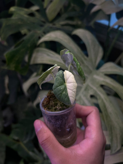 Alocasia Melo Albo ( Corm Grow )