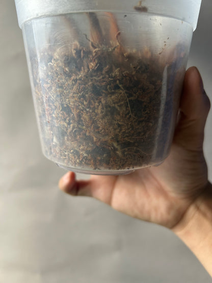 Philodendron Billitiae Cutting