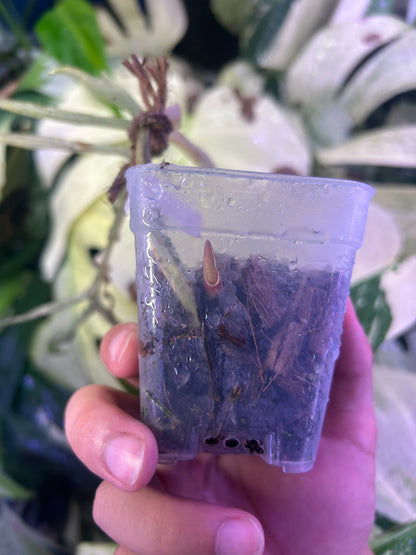 Philodendron Tortum Variegated
